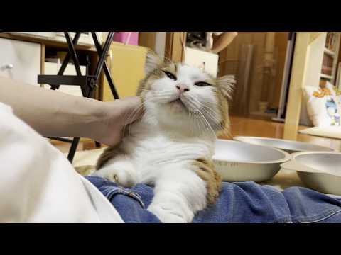 人間だと44歳、ひのき家で一番無邪気な猫(YouTube)
