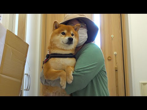 妹思いの柴犬ハチ、実家で見せた以外な動きに家族が仰天。(YouTube)