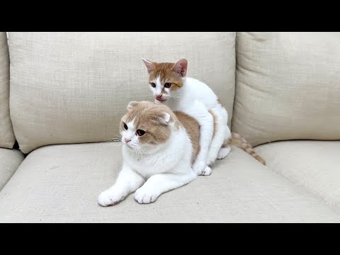 とうとう発情期が来た子猫が夜中に発情してこんなことになってしまってました…(YouTube)