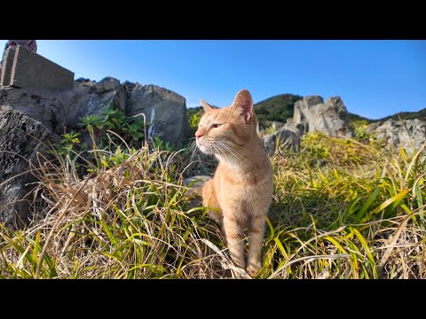 海辺で出会った猫と崖っぷちの祠にお参りした(YouTube)