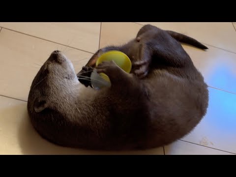 カワウソさくら、ラッコになるも可愛い Sakura the otter, also cute as a sea otter.(YouTube)