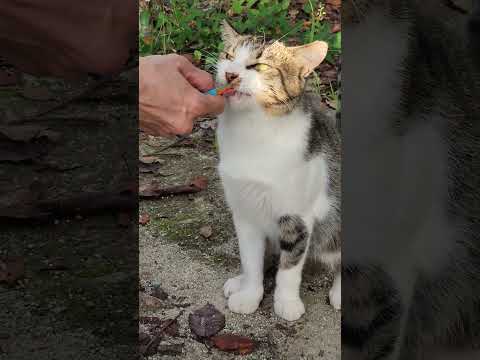 新入り猫ちゃんがタッチしてチュールをおねだりする #猫 #野良猫 #cat(YouTube)