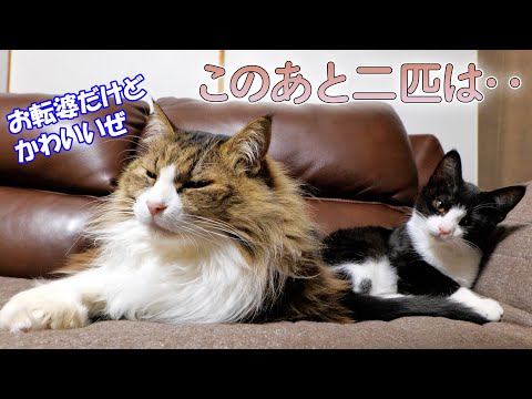 娘を溺愛するボス猫父さん🐈最後は二匹寄り添って‥(YouTube)