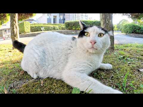 平べったい尻尾のキジシロ猫が公園の先輩猫達にシメられる(YouTube)