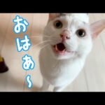 朝からご機嫌で挨拶してくれるおしゃべり猫チロさん(YouTube)