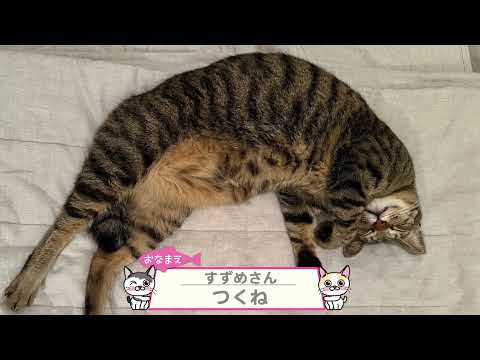 【猫動画】秋の初めの猫動画〜にゃんともパレード〜#猫動画#猫#396(YouTube)