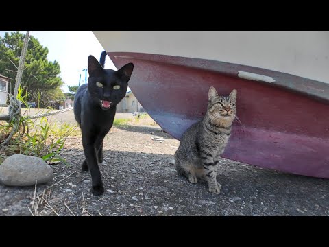 人が通るととりあえず出てくる港の猫ちゃん達がかわい過ぎる(YouTube)