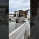 水を飲む三毛猫ちゃんを見ていたらよく喋る猫も参戦してきた(YouTube)