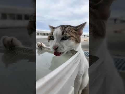 水を飲む三毛猫ちゃんを見ていたらよく喋る猫も参戦してきた(YouTube)