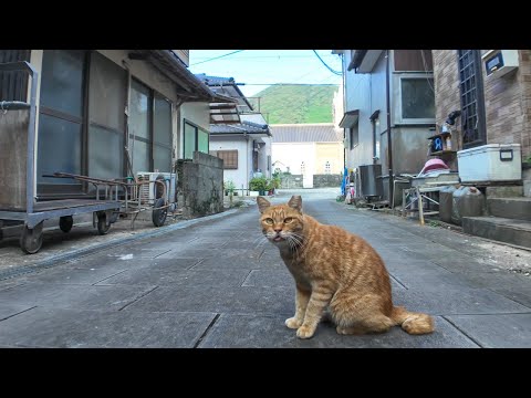 漁港の街の路地裏にいた茶トラ猫をナデナデしてきた(YouTube)