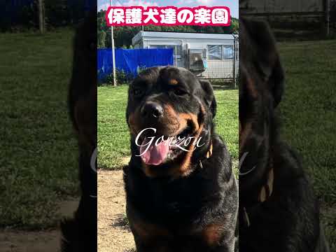 gonzou　#rottweiler #rescue #dogs #short(YouTube)