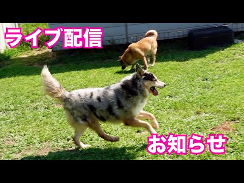 【保護犬達の楽園】姉妹チャンネルのお知らせ(YouTube)