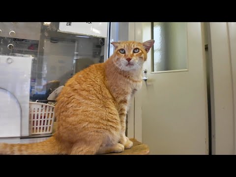 猫島行きフェリーの切符売り場の猫がかわい過ぎる(YouTube)