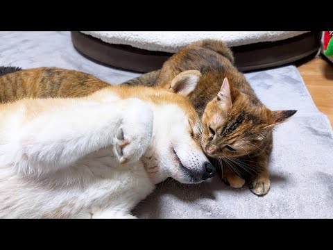 繰り返される柴犬と子ども猫のルーテインが面白可愛いすぎます(YouTube)