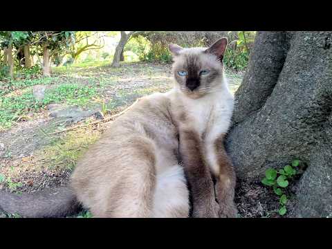 シャム猫が「どうぞモフりなさい！」と地面にゴロンと寝転ぶ(YouTube)