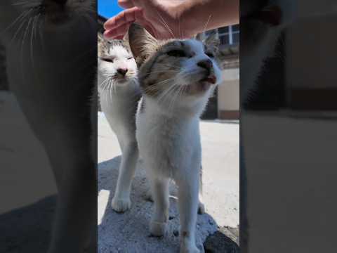 猫島の路地裏で会った猫たちは顔を見るととりあえず寄ってくる(YouTube)