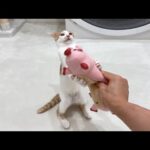 初めてぬいぐるみをプレゼントされた子猫の反応が想像以上でこうなっちゃいましたwww(YouTube)
