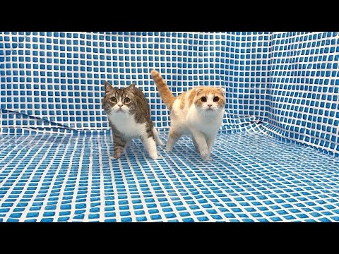 生まれて初めて猫たちをプールに入れてみたら反応がかわいすぎましたw(YouTube)