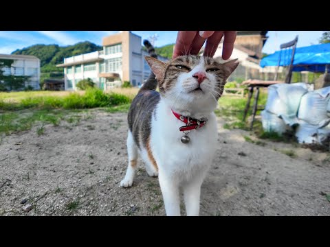 学校の校庭にいたキジ白猫ちゃんがカワイイ(YouTube)
