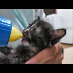 「ねこねこチャンネル」さんの家に遊びに行ってきました(YouTube)
