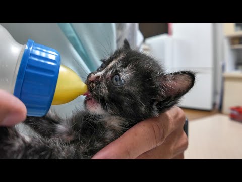 「ねこねこチャンネル」さんの家に遊びに行ってきました(YouTube)