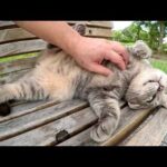 ベンチで休憩中のトトロ猫が立派なお腹をモフらせてくれた(YouTube)