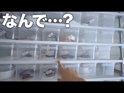 蛇の販売を開始したら不可解な現象が起き始めました(YouTube)