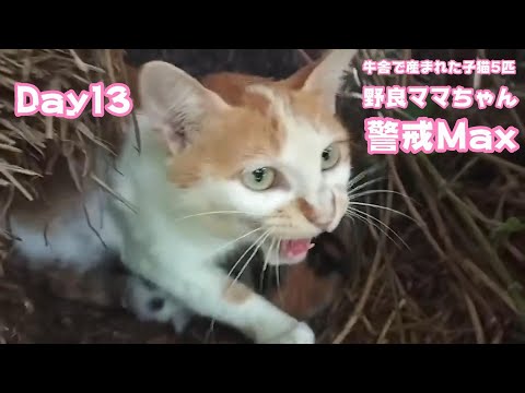野良ママは警戒マックスwww　牛舎で産まれた子猫5匹  Day13  2024 09 23 2(YouTube)