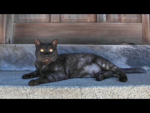 神社に行くと本殿の前で寝ていた黒猫ちゃんが起きてモフられにきた(YouTube)