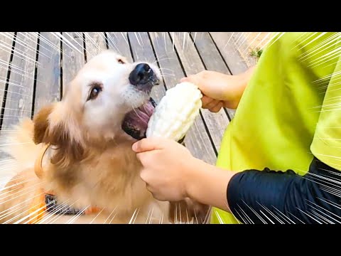 動物に大人気のゴーヤはこうやって食べられます。(YouTube)