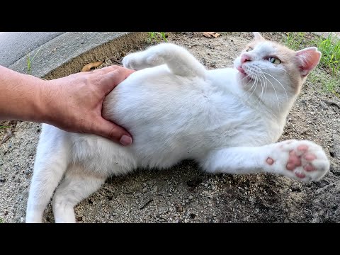 お転婆のミルクティー猫にパパとお友達猫が会いに来た結果…(YouTube)