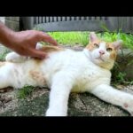 丸々と太った茶シロ猫ちゃんのわがままボディをモフる(YouTube)