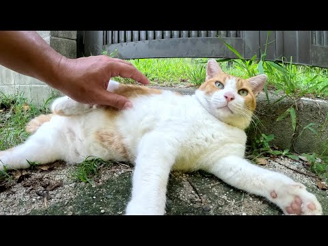丸々と太った茶シロ猫ちゃんのわがままボディをモフる(YouTube)