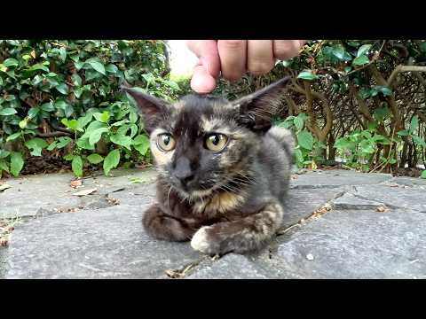 初対面なのに、人間にされるがままのサビ子猫ちゃん(YouTube)
