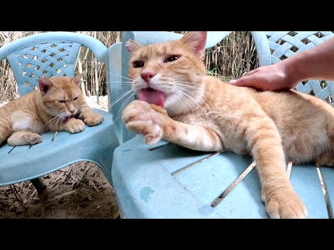 猫の秘密基地で茶トラ猫兄弟が「ようこそニャ！」と歓迎してくれた(YouTube)