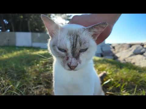 防波堤に行くといつも岩場の隙間から出てきてモフられにくる猫(YouTube)