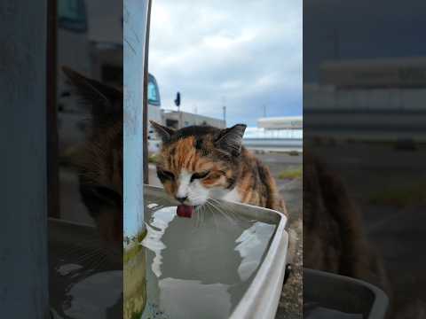漁港の三毛猫ちゃん水飲んでます(YouTube)
