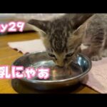 おれっち離乳にゃぁ Hikari29 TetoNoji159 Hana112 ThirdNimo78 Neo47  2024 09 01 1(YouTube)