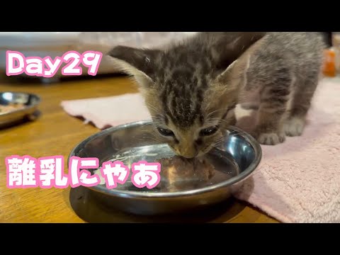 おれっち離乳にゃぁ Hikari29 TetoNoji159 Hana112 ThirdNimo78 Neo47  2024 09 01 1(YouTube)