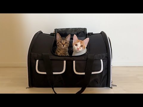 【ご報告】保護した子猫たちの譲渡に失敗してしまいました。(YouTube)