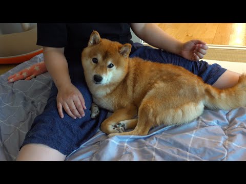 ママ助けて‥柴犬ハチは苦手な雷で久々にこうなりました。。(YouTube)