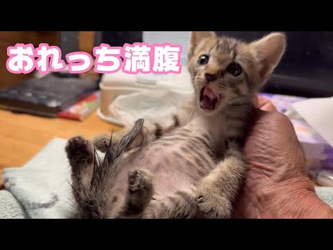 おれっち満腹 ネムネムにゃ～  Hikari35  2024 09 07 3(YouTube)