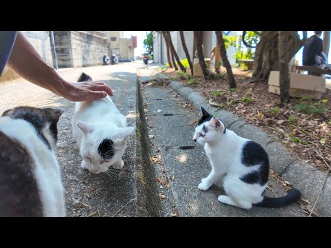 猫島のフェリー乗り場の裏の猫たち集まってきた(YouTube)