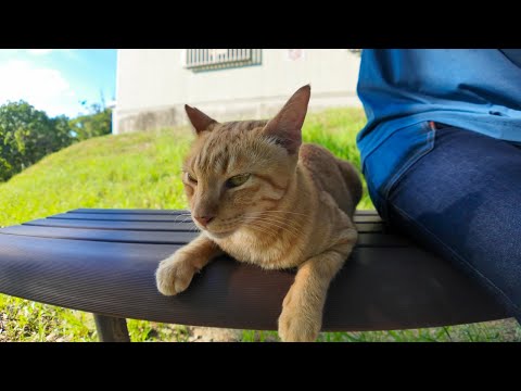 木陰のベンチに座ると猫が隣に座ってきた(YouTube)