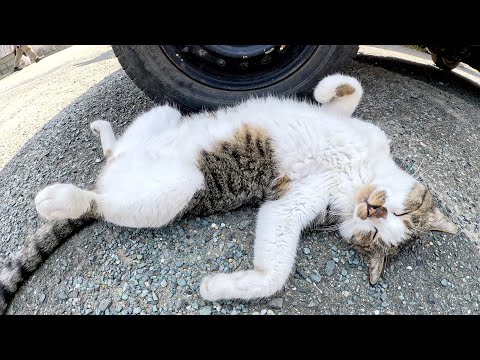 大の字になってお腹丸出しで寝転がるキジシロ猫(YouTube)