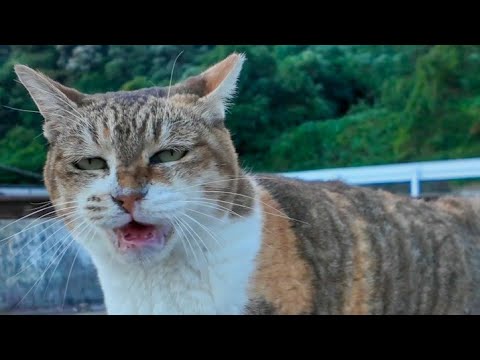 漁港の三毛猫ちゃん足元にスリスリしてきてカワイイ(YouTube)