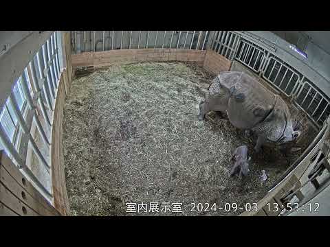 インドサイ出産（2024年9月3日）：多摩動物公園(YouTube)