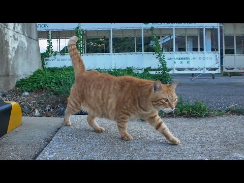 人を見つけると遠くからモフられにくる防波堤の猫(YouTube)