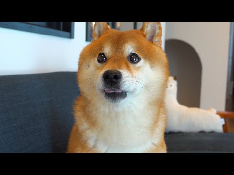 どこ‥？妹の姿がなくて魂が抜ける柴犬が可愛すぎる。(YouTube)