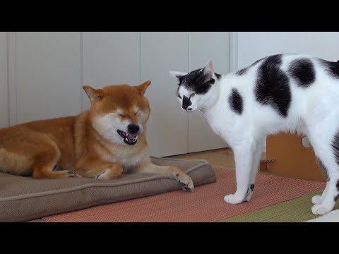 柴犬専用の布団で猫が大変なことになりました。。(YouTube)